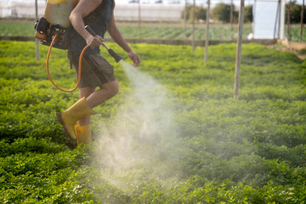 Best Ant Control Services  in Winnfield, LA