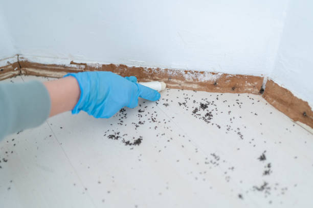 Best Ant Control Services  in Winnfield, LA